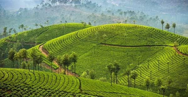 Munnar, Kerala